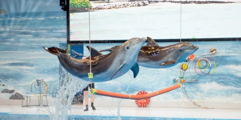 Save Up to 20% with Combo: Dubai Frame + Dolphin &#038; Seal Show – Dubai Dolphinarium - Image 4