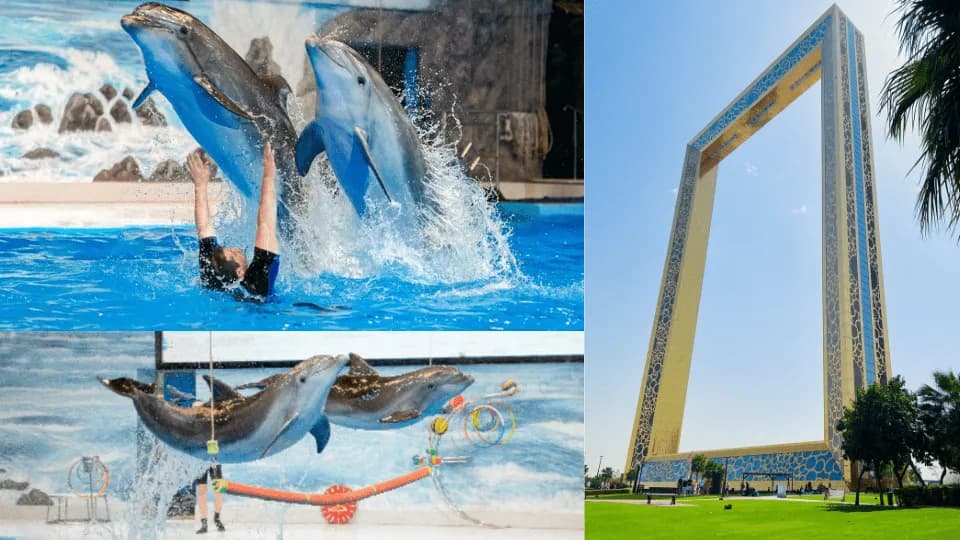 Save Up to 20% with Combo: Dubai Frame + Dolphin & Seal Show – Dubai Dolphinarium ro - Image 1