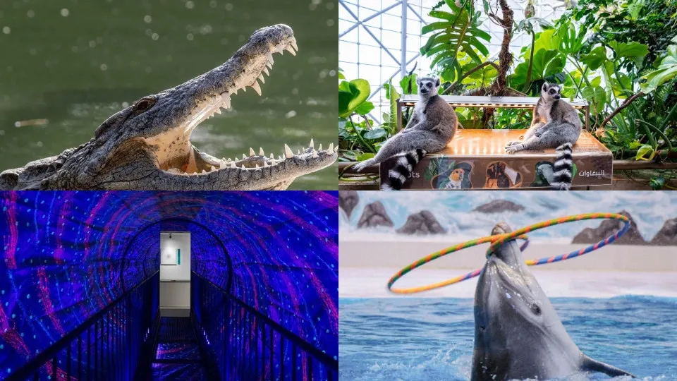 Dubai Frame + Crocodile Park Special Offer Combos – Upto 20% OFF - Image 1